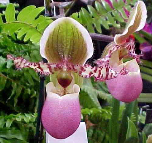 Paphiopedilum liemianum 
